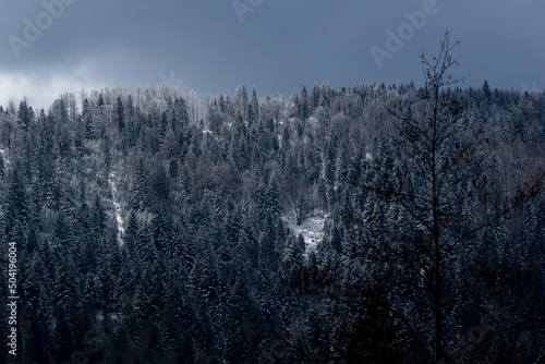 Małe Kozy, Śląsk, Polska, Beskid Mały oszronione drzewa, korony w śniegu. © Grzegorz