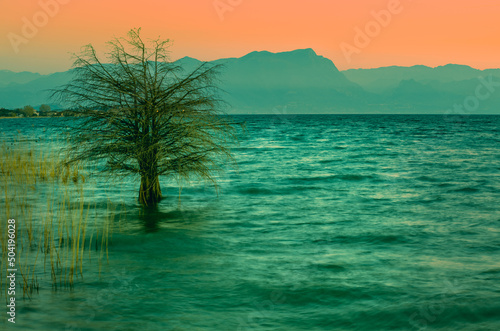 Sunrise over lake Garda (Lago di Garda), Italy. Lonely tree in the water