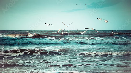 Obraz mewy i rybitwy ptaki nadmorskie na plaży