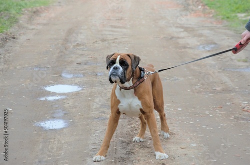 Fototapeta Naklejka Na Ścianę i Meble -  big dog brown boxer on a walk