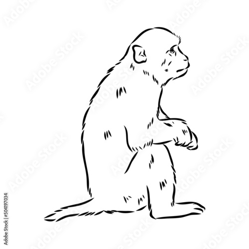 Monkey icon. Jungle macaque outline badge. Zoo animal. Vector illustration.
