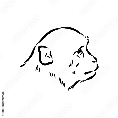 Monkey icon. Jungle macaque outline badge. Zoo animal. Vector illustration.