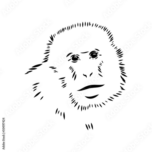 Monkey icon. Jungle macaque outline badge. Zoo animal. Vector illustration.