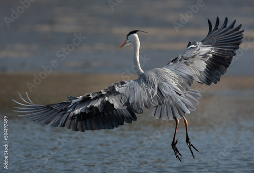 Grey Heron landing with full wing span spread, Tubli bay, Bahrain
