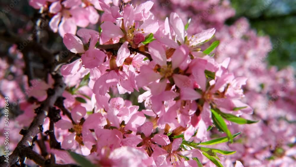 Spring blossom background. Almond branch with flowers sways in the wind on sunny day. Slow motion, vertical or horizontal format Spring blossom background. Almond branch with flowers sways in the wind on sunny day. Slow motion, vertical or horizontal format