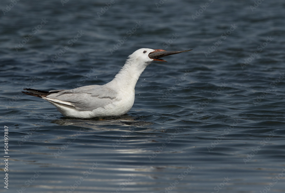 Sender-billed seagull with a big fish catch at Tubli bay, Bahrain Sender-billed seagull with a big fish catch at Tubli bay, Bahrain