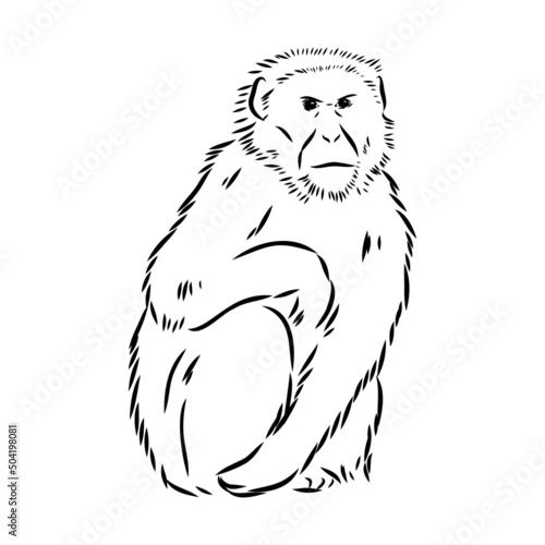 Monkey icon. Jungle macaque outline badge. Zoo animal. Vector illustration.