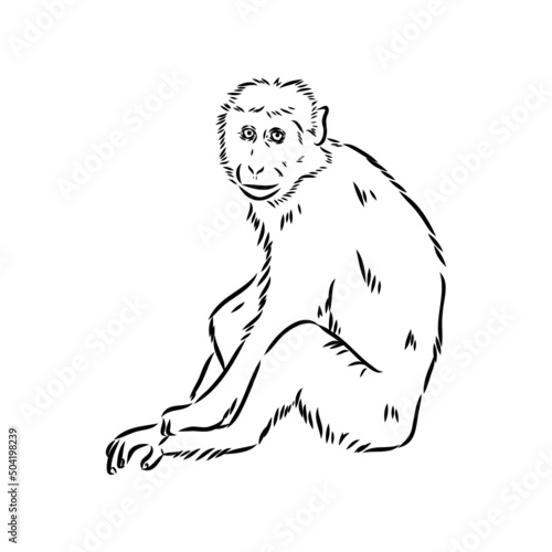 Monkey icon. Jungle macaque outline badge. Zoo animal. Vector illustration.