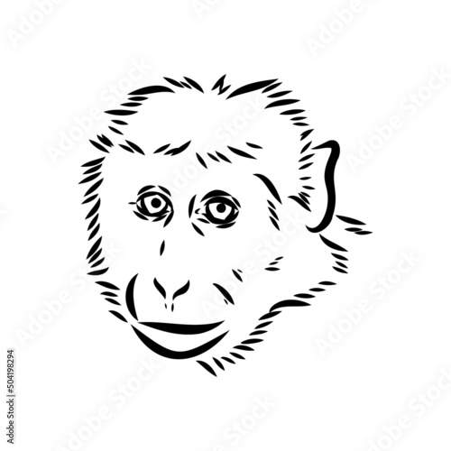 Monkey icon. Jungle macaque outline badge. Zoo animal. Vector illustration.