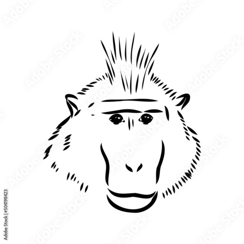 Monkey icon. Jungle macaque outline badge. Zoo animal. Vector illustration.