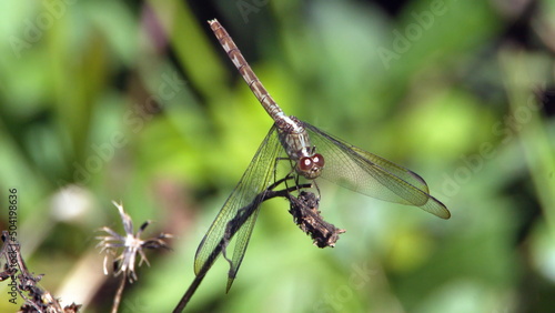 Dragonfly perched on a twig in a park in Fort Lauderdale, Florida, USA © Angela