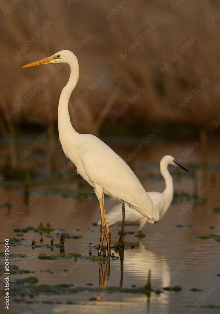Fototapeta premium Portrait of a Great Egrets at Asker marsh, Bahrain