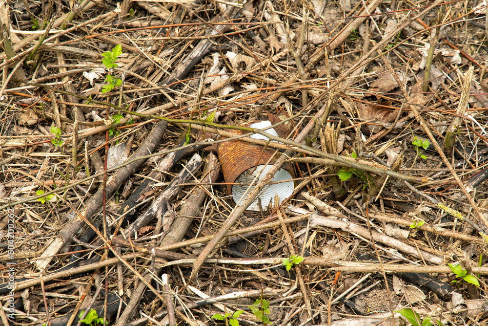 Old aluminium can as waste in the environment Old aluminium can as waste in the environment