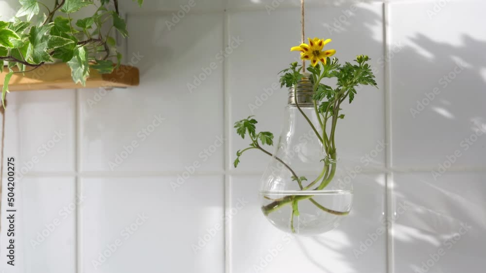 Vídeo do Stock Hanging glass pot in a bulb shape with plant and