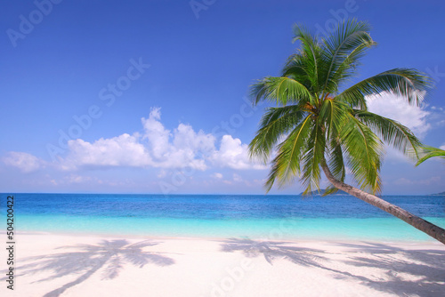 Fototapeta Naklejka Na Ścianę i Meble -  Palm front view on the beach with sunny day