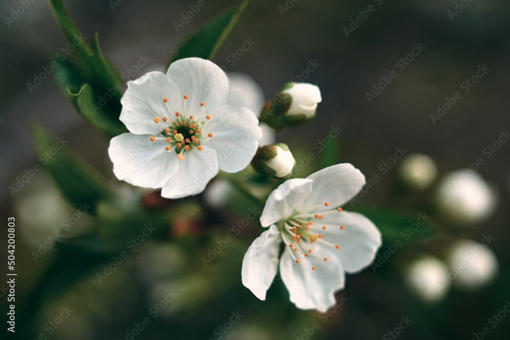 Close-up of pear flowers, two flowers have blossomed, the rest have not yet, soft focus and blurred background give a beautiful artistry to this photo, natural optical effect, natural still life Close-up of pear flowers, two flowers have blossomed, the rest have not yet, soft focus and blurred background give a beautiful artistry to this photo, natural optical effect, natural still life