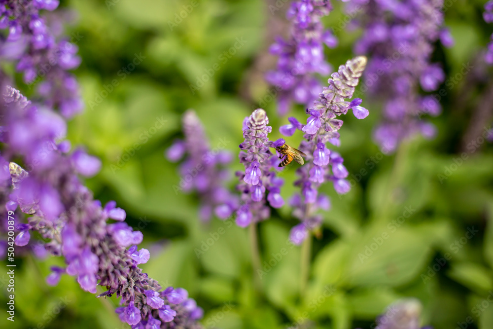 Obraz premium Big blue salvia flower and bee