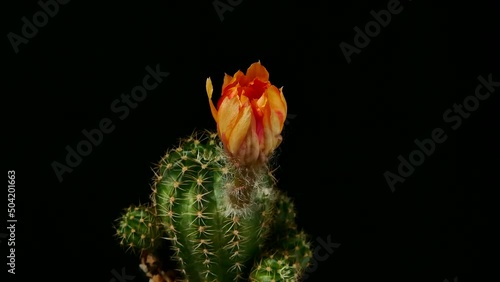 Lobivia Cactus Flower Blossom, Small cactus in a flowerpot on the black background