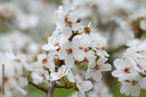 cherry blossoms blooming in spring garden
