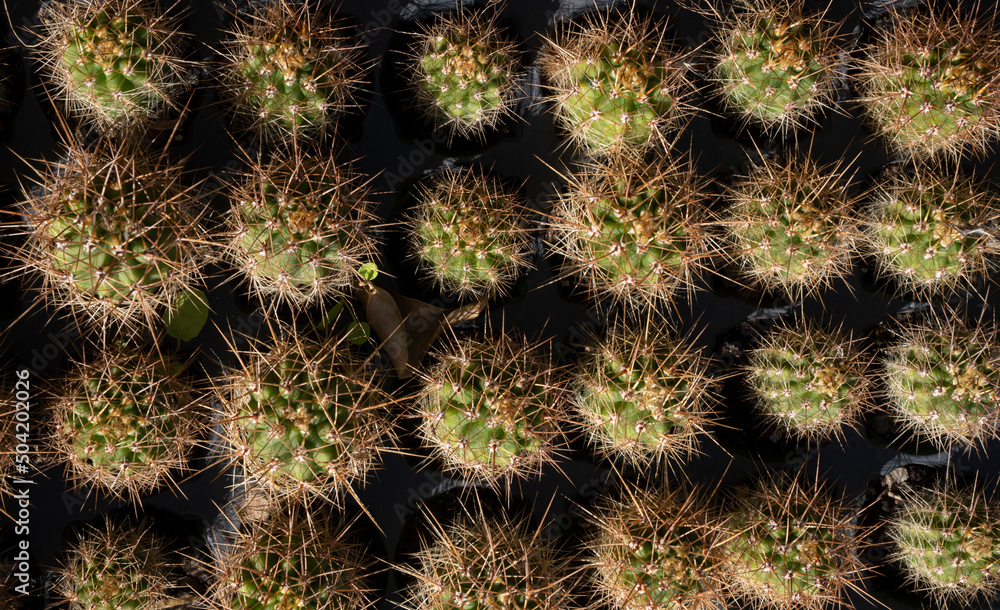 Growing cactus. Top view of many baby Echinopsis atacamensis, also known as Cardon. Growing cactus. Top view of many baby Echinopsis atacamensis, also known as Cardon.