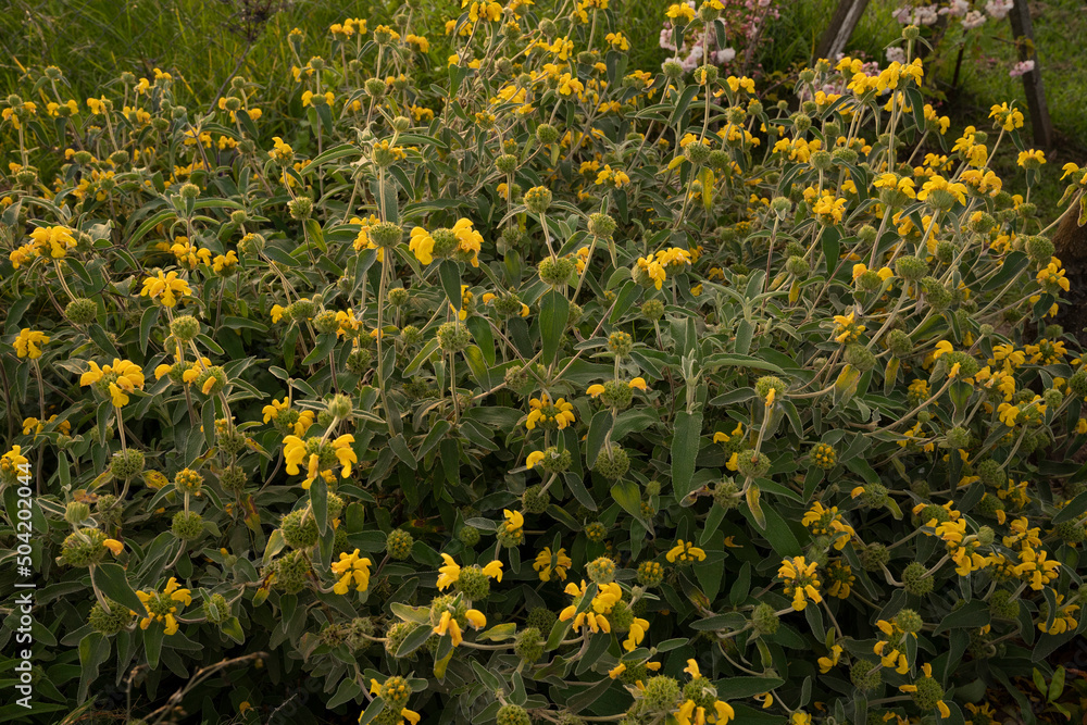 Obraz premium Gardening and landscaping. Phlomis fruticosa plant, also known as Jerusalem sage, beautiful green leaves and flowers of yellow petals blooming in the garden.