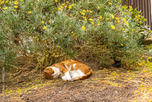 Domestic cat, called Lillo, sleeps in the garden under a daisy plant photo