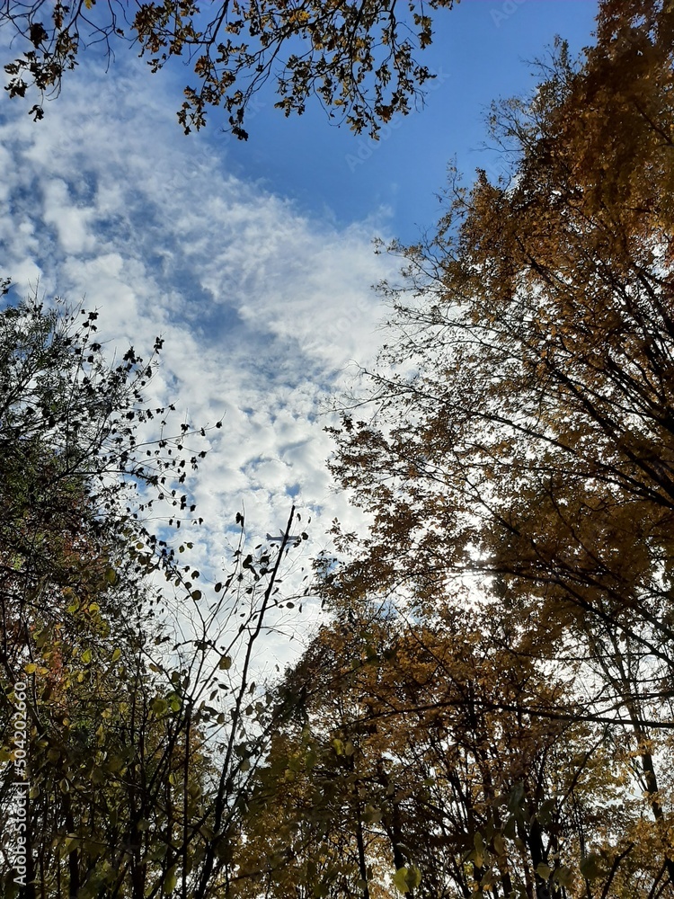 Obraz premium trees and sky