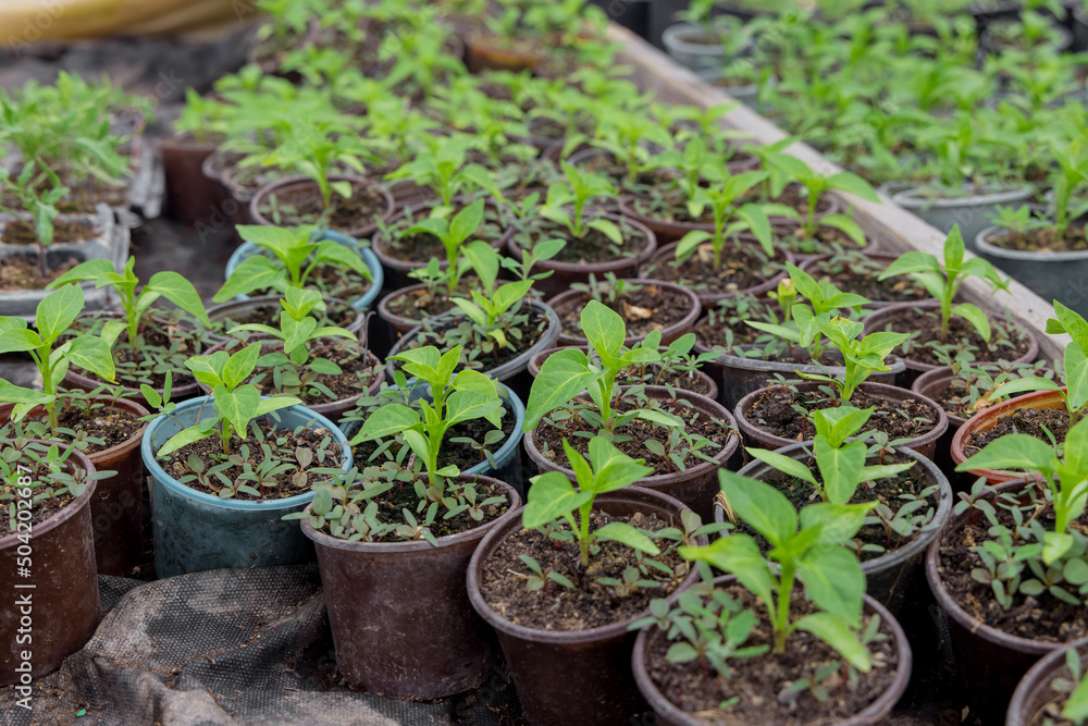 Bulgarian pepper seedlings growing in a plastic tray in greenhouse. Bulgarian pepper seedlings growing in a plastic tray in greenhouse.