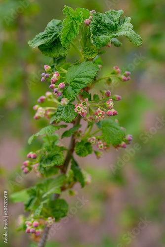 blooming red currants growing in spring garden
