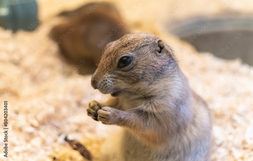 Naklejka premium Black-tailed prairie dog or Cynomys ludovicianus sitting