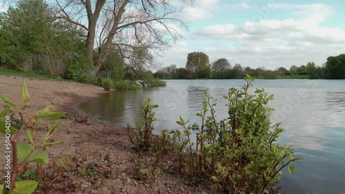 4k shot of riverbank of Weser river in Bremen. Green Donkey rhubarb (Reynoutria japonica) plants in the foreground.