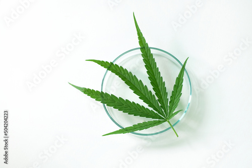 Fresh Marijuana or cannabis sativa weed leaf in Petri dish on white background  view from above
