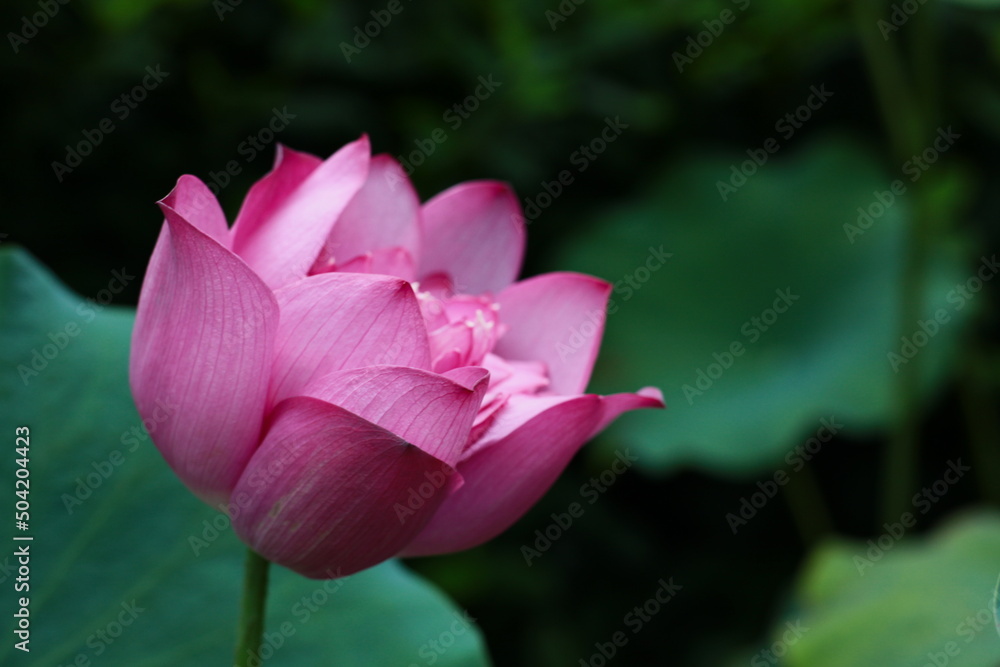 pink lotus flower