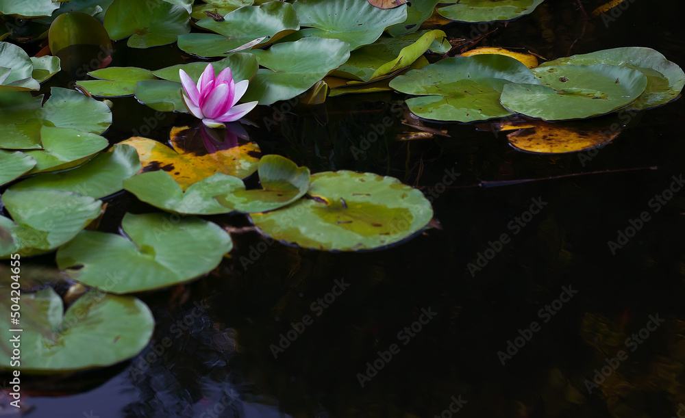 Beautiful water lily in a pond surrounded by green leaves. Long coating. Lily water in the pond. Pink water Lily. Beautiful water lily in a pond surrounded by green leaves. Long coating. Lily water in the pond. Pink water Lily.