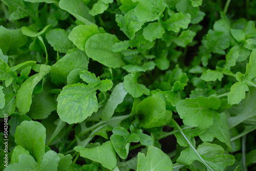 Wallpaper Mural rucola growing in glass house Torontodigital.ca