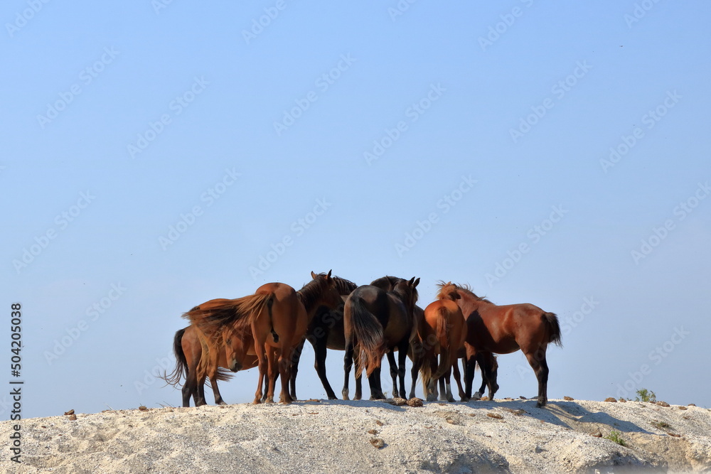 horses on the edge of a channel of water. Location: Danube Delta, Romania