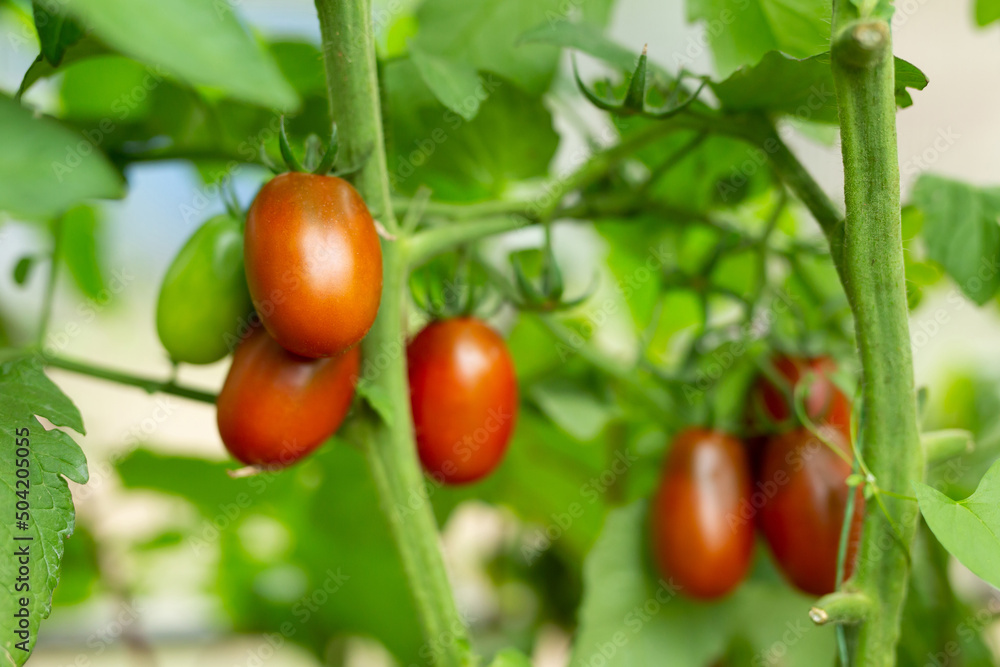 Beautiful red ripe tomatoes grown in a greenhouse. Organic farming