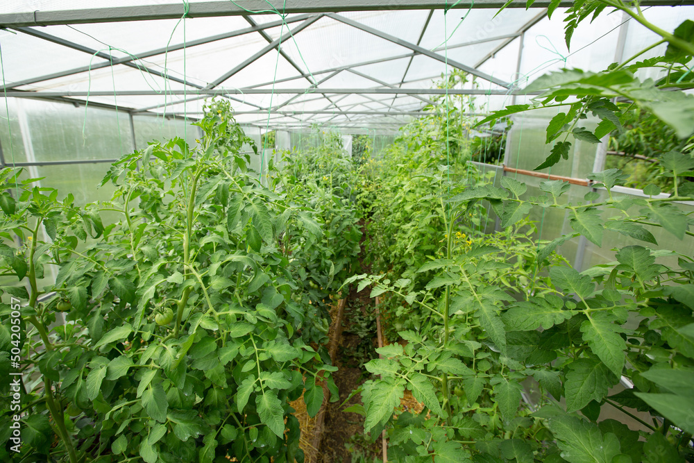 Blooming tomato sprouts in a greenhouse in summer Blooming tomato sprouts in a greenhouse in summer