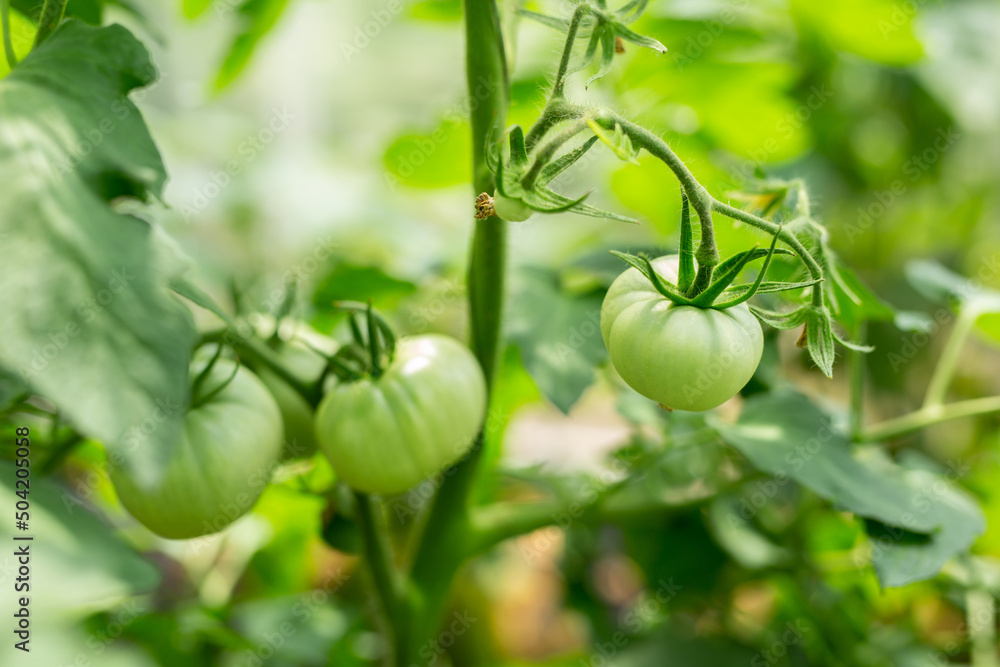 Ripening unripe green tomatoes growing on a garden bed