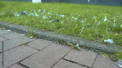 Disgusting killed pigeon lying on the pavement on it's back. Dead corpse with bloody head, red claws and teal feathers isolated from green grass. 4k