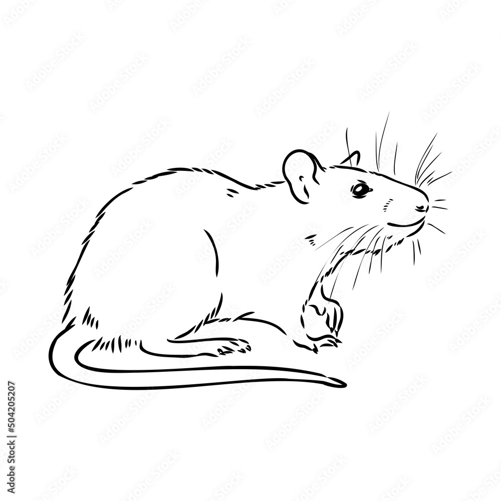 Rat sketch drawn by hand. Black and white vector illustration.