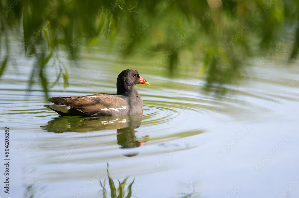An adult common moorhen swimming in pond