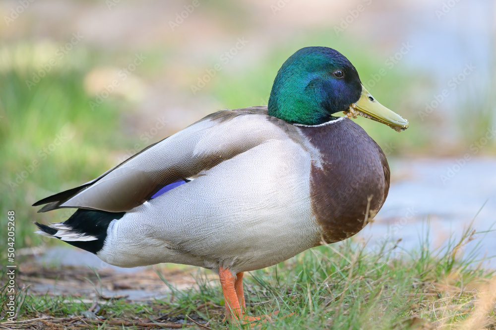 Obraz premium A male mallard on a meadow near a lake