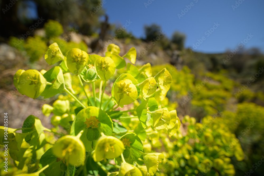 A large spurge on a sunny day in Croatia A large spurge on a sunny day in Croatia