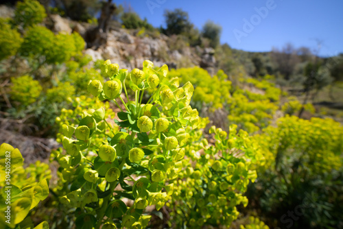 A large spurge on a sunny day in Croatia photo