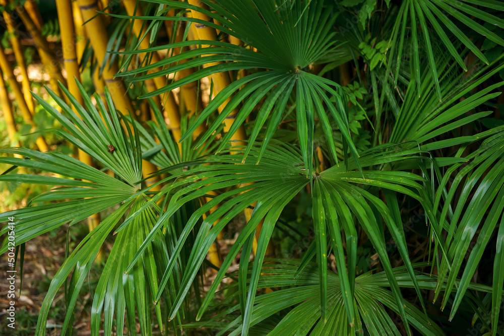 Tropical garden with various plants and tall palm trees and reeds. Selective soft focus, copy space. plants in sunlight Tropical garden with various plants and tall palm trees and reeds. Selective soft focus, copy space. plants in sunlight