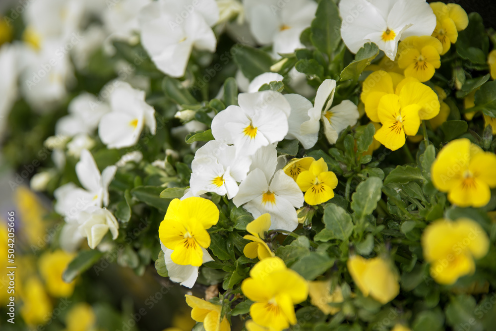 Decorative flower pots with spring flowers viola cornut bright purple and yellow, purple yellow pansies. colorful flowers outdoors in pots Decorative flower pots with spring flowers viola cornut bright purple and yellow, purple yellow pansies. colorful flowers outdoors in pots