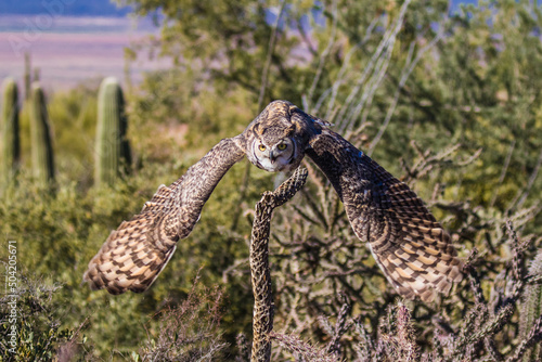 Great Horned Owl perched on a branch then taking flight with wings outspread