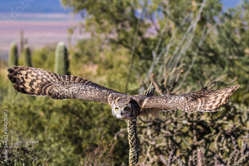 Great Horned Owl perched on a branch then taking flight with wings outspread