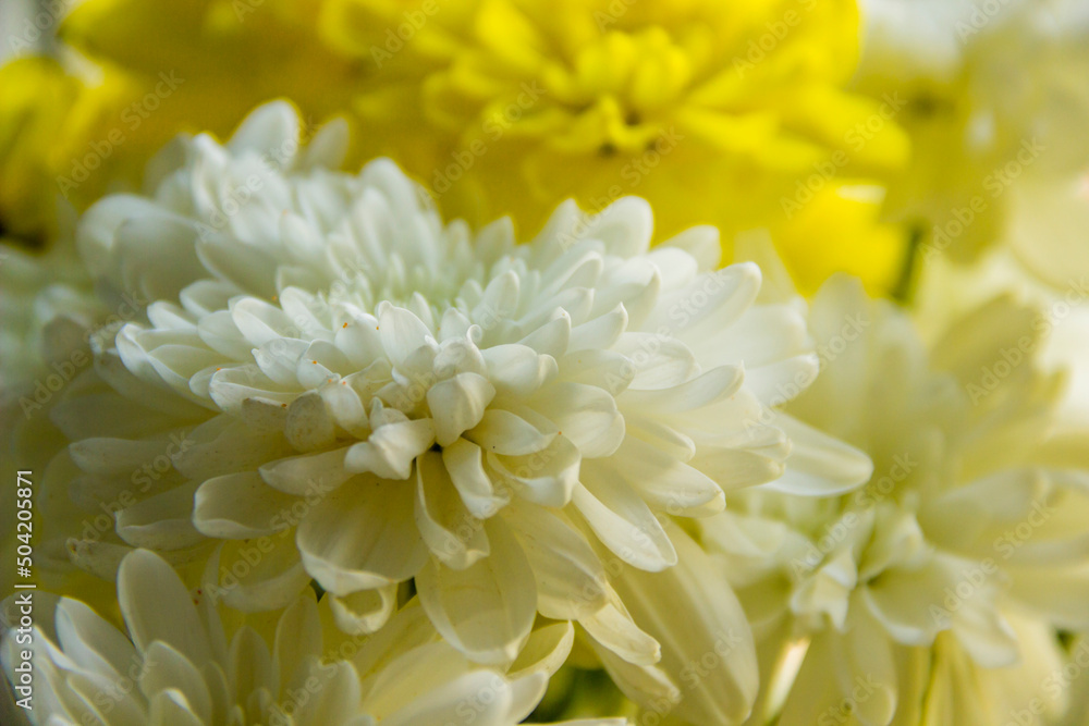 a blossoming flowers of chrysantemum